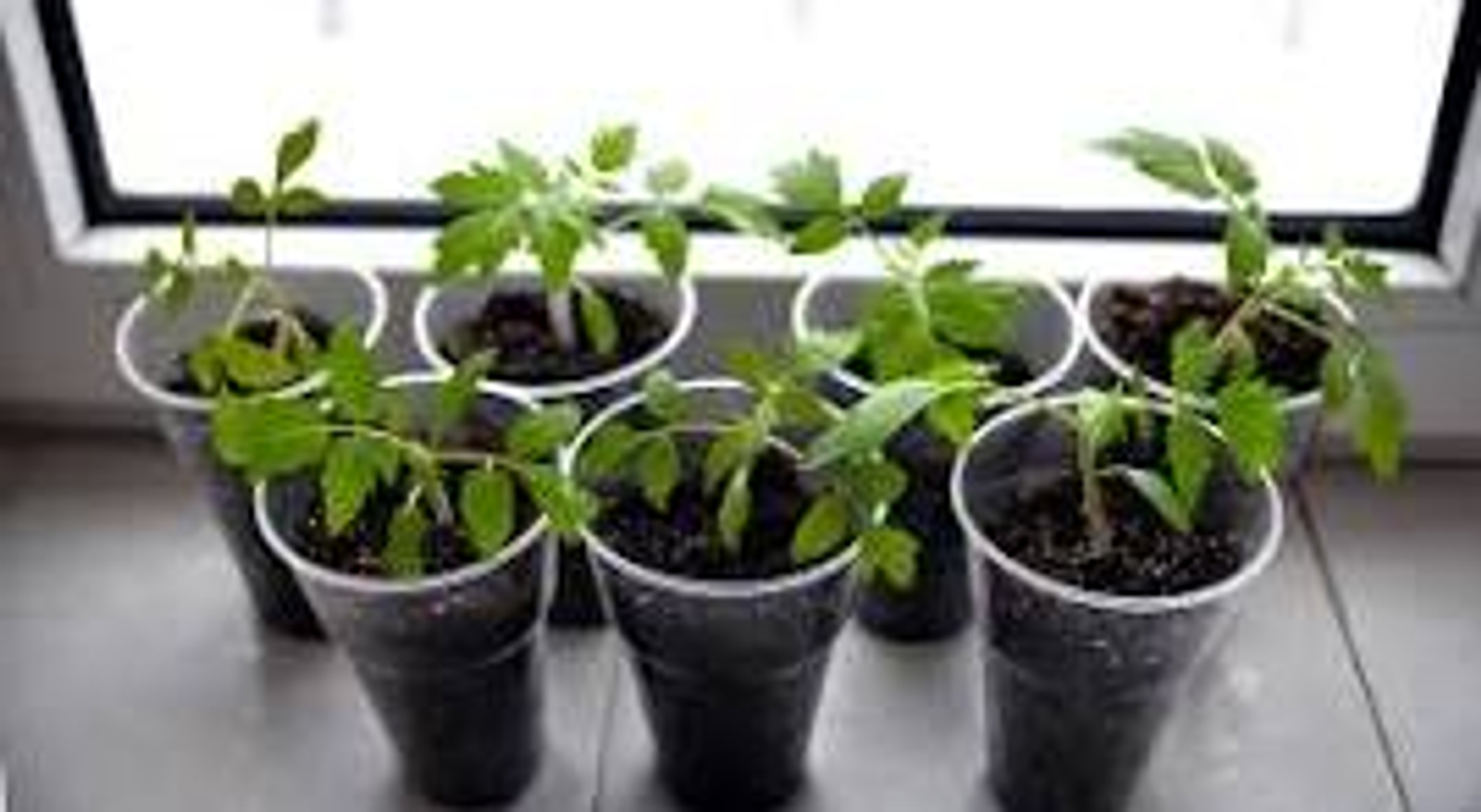 Үҫентеләрҙе ҡасан сәсергә?