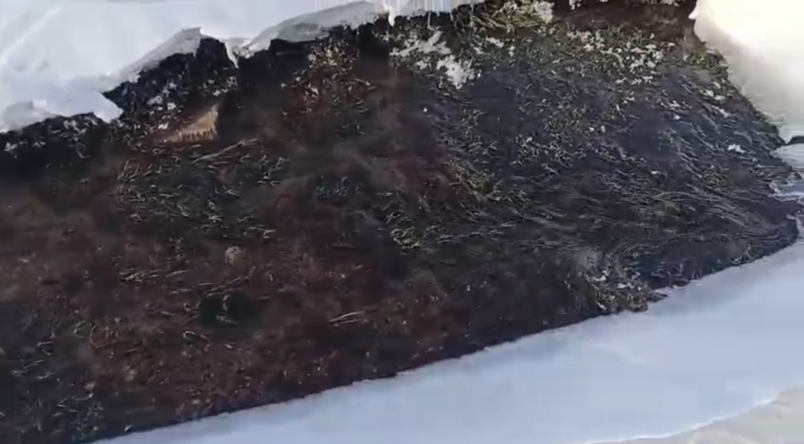 Аҡ ҡарҙағы йәшеллек