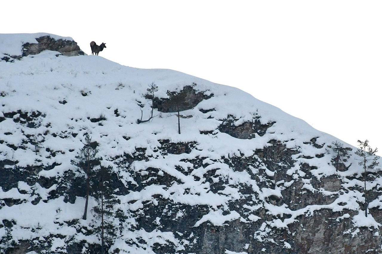 Һаҡ булығыҙ, бүреләр!