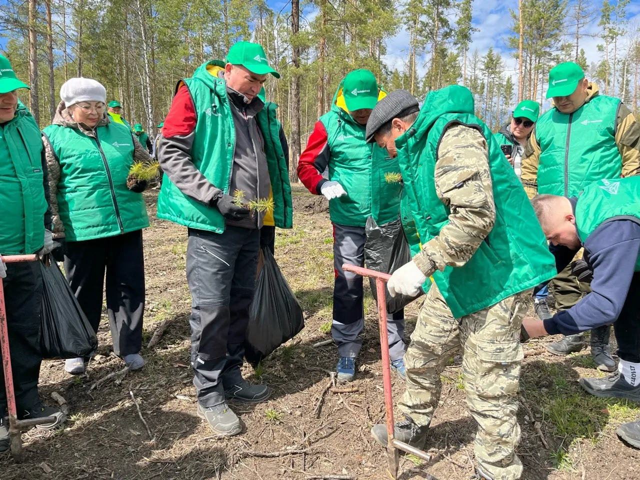 Беҙ ултыртҡан ағастар урман булып шаулар