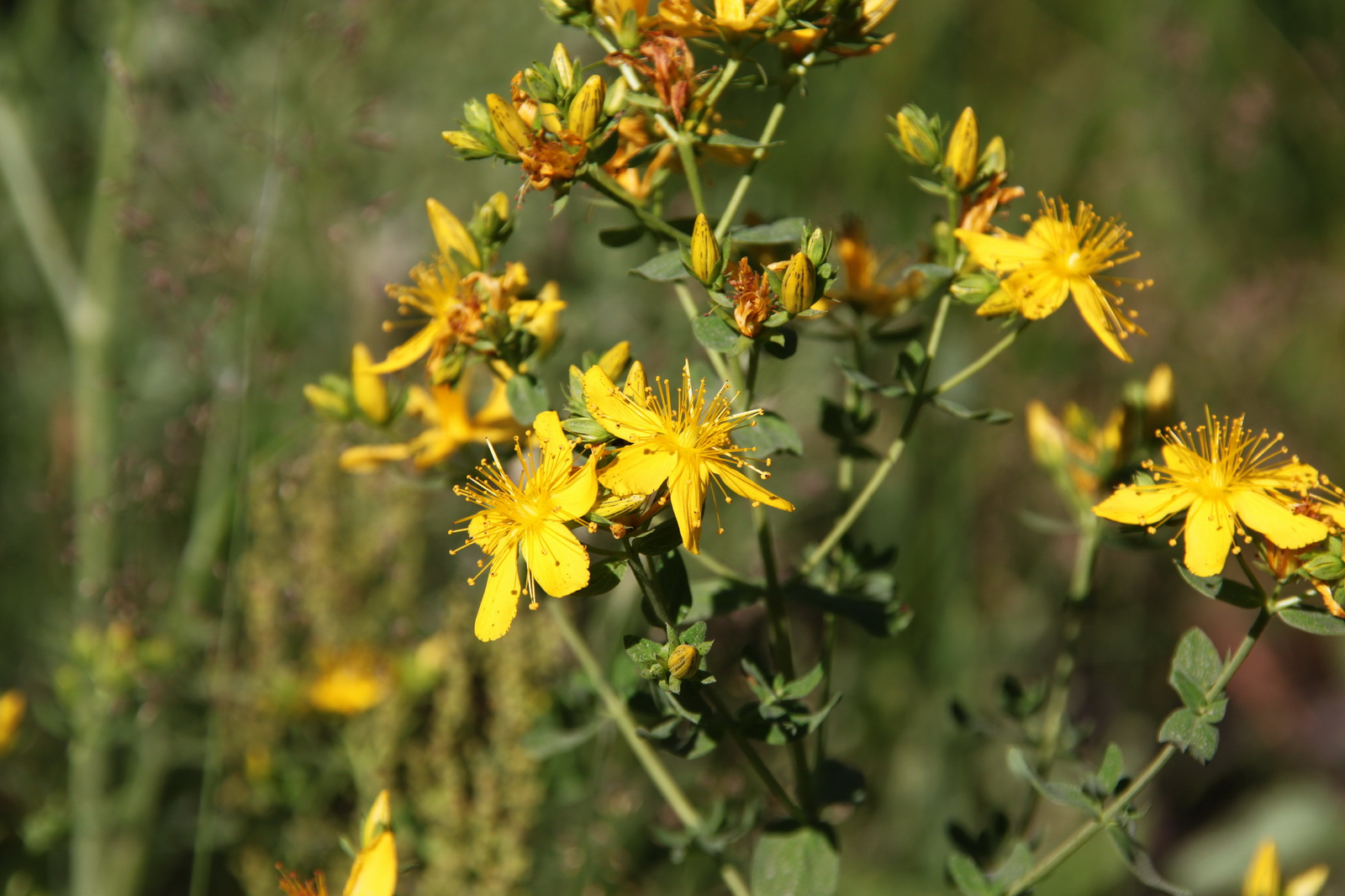 Һары мәтрүшкә — бәхет үләне