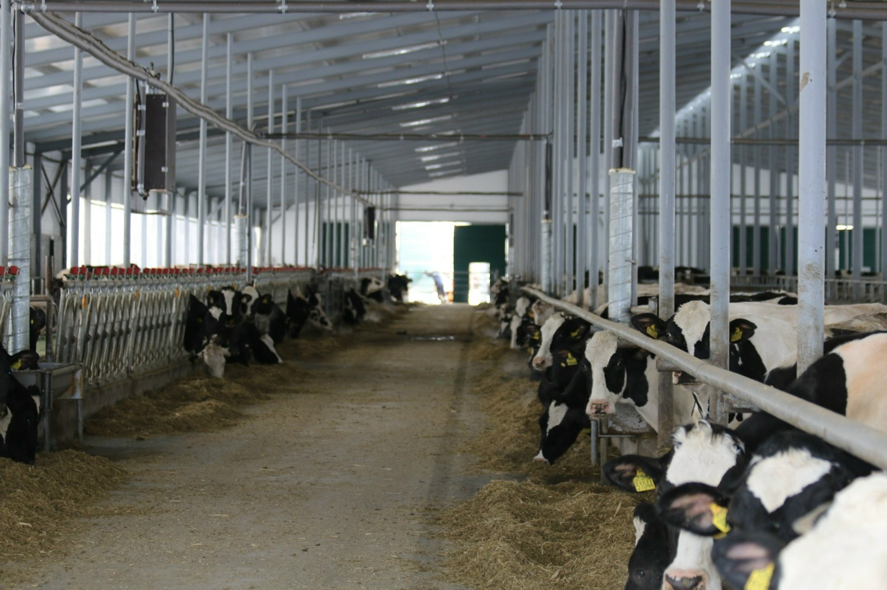 Йыллыҡ бурыс ябай һәм аңлайышлы