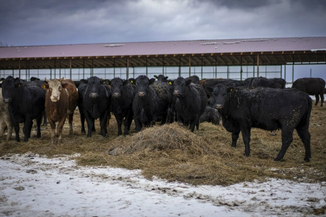 Ҡайҙа буласаҡ был фидлот? Ә фидлот нимә?