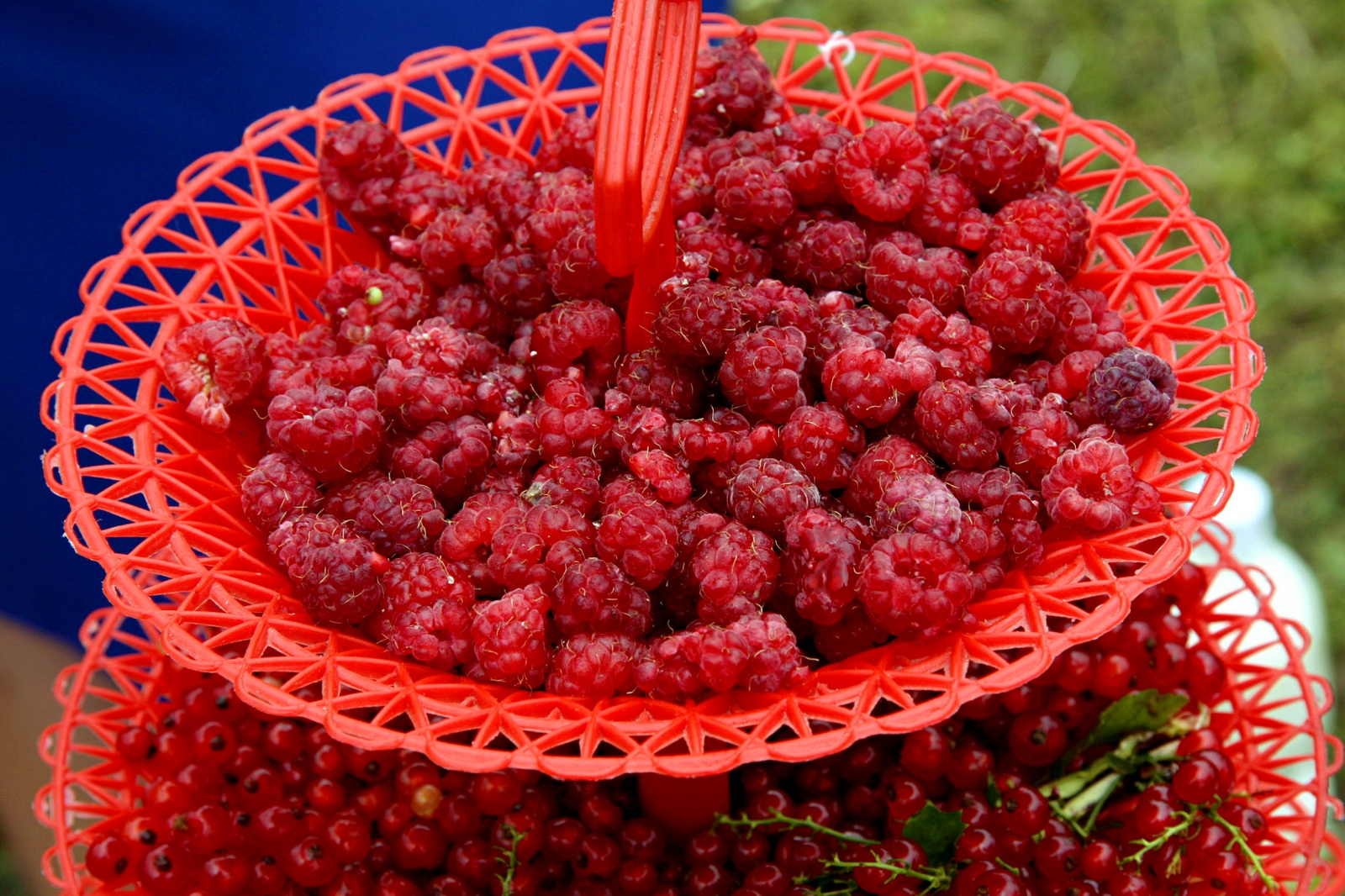 Ҡышҡы һалҡын селләләрҙә, һағындыра йәшел йәйҙәрем