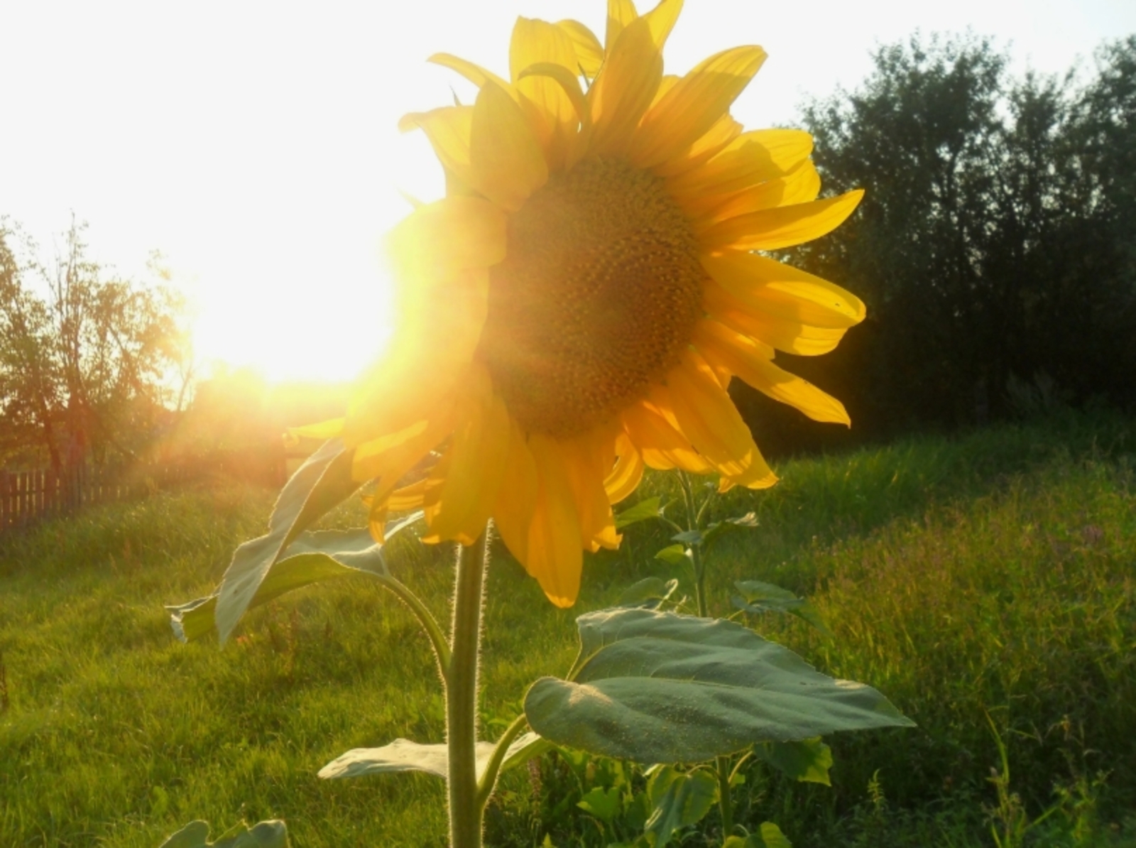 Август яндыра төшәсәк