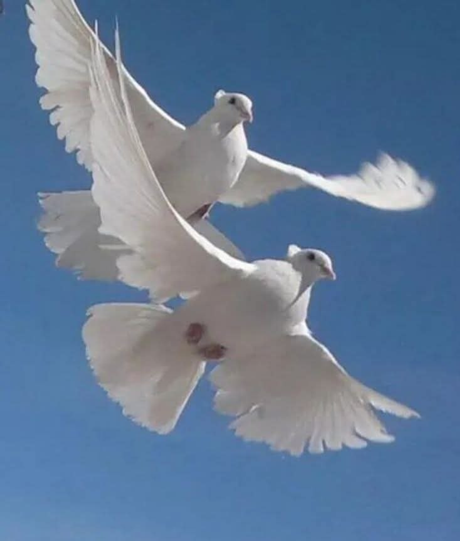 Ҡоштар осорам