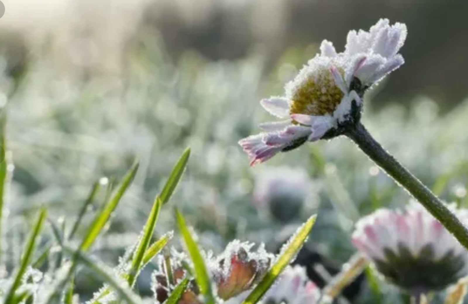 -2 градусҡаса һалҡынайтасаҡ!