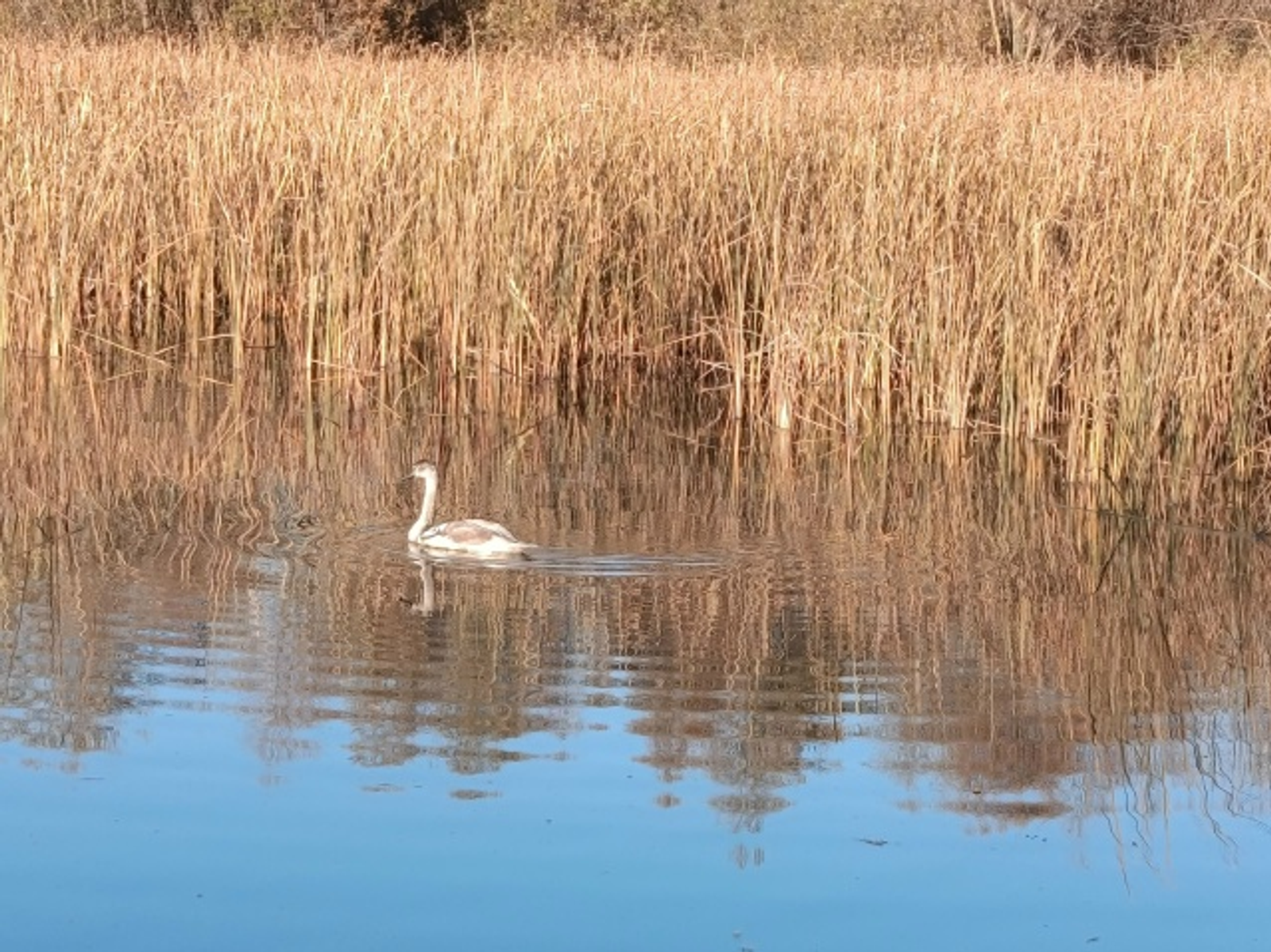 Мөхәббәт ҡарағы (Хикәйә)