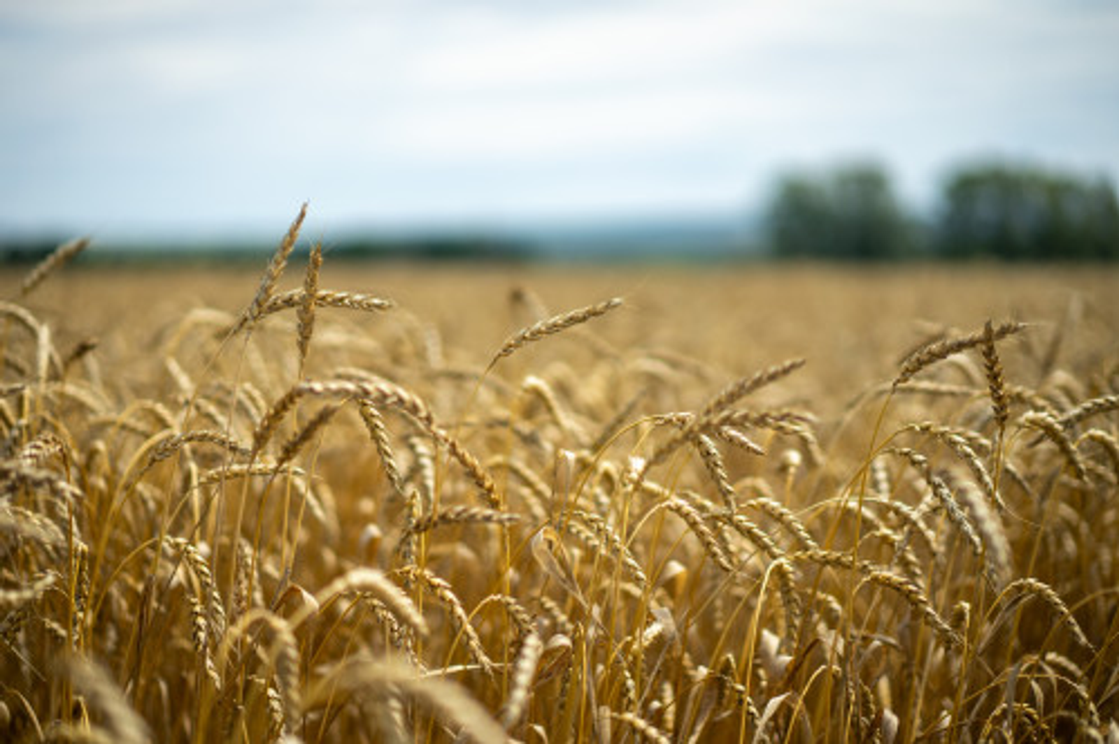 Дәүләт ярҙамы