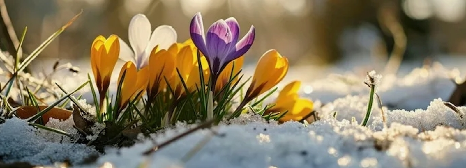 Яҙҙың иртә килеүе һәм аномаль йылы булыуы көтөлә