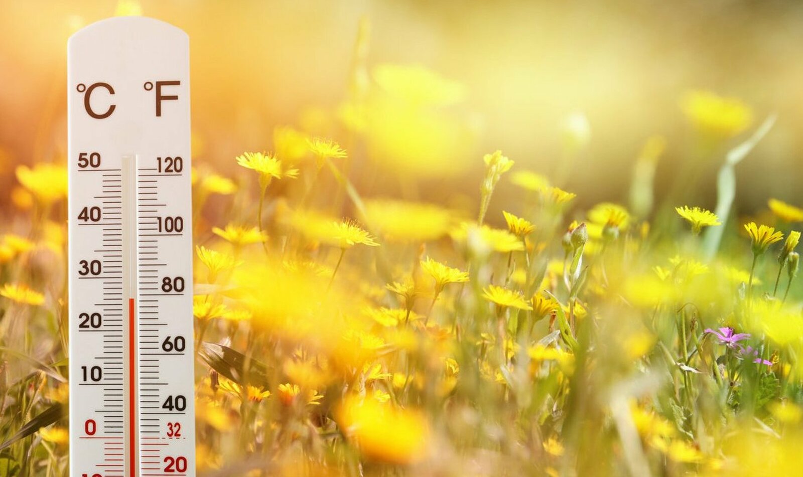 Башҡортостанға Африка эҫеһе килә!