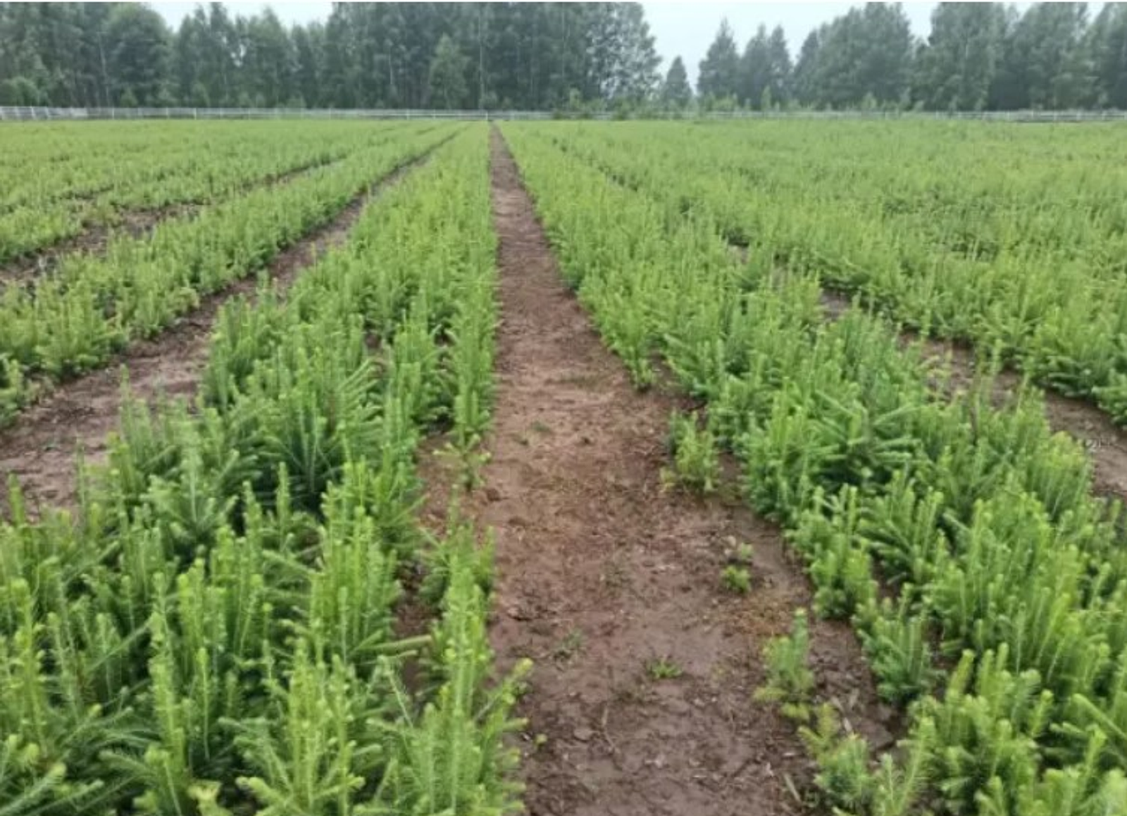 Урмандарҙы һаҡлайыҡ!