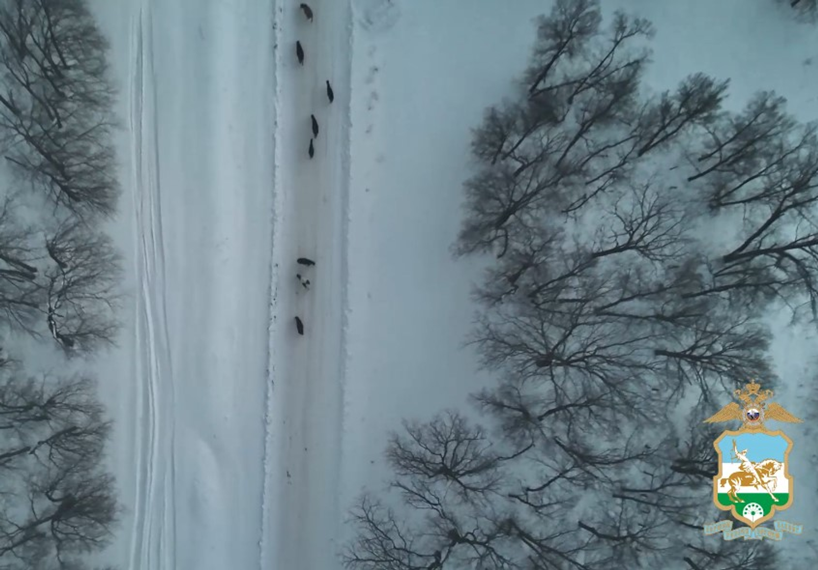 Аттарымды урлағандар!