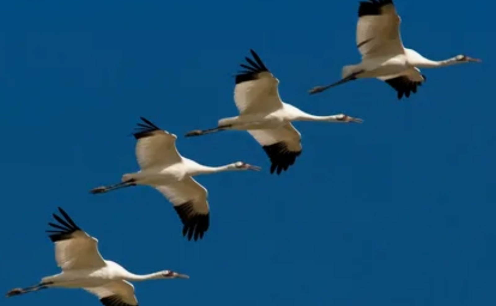 Ҡанлы яуҙан ҡайтмай ҡалған ирҙәр