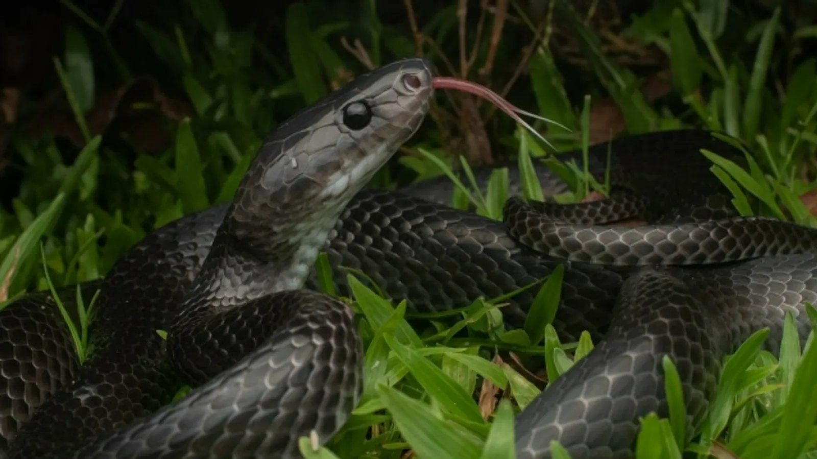 Ҡоһор (хикәйә)