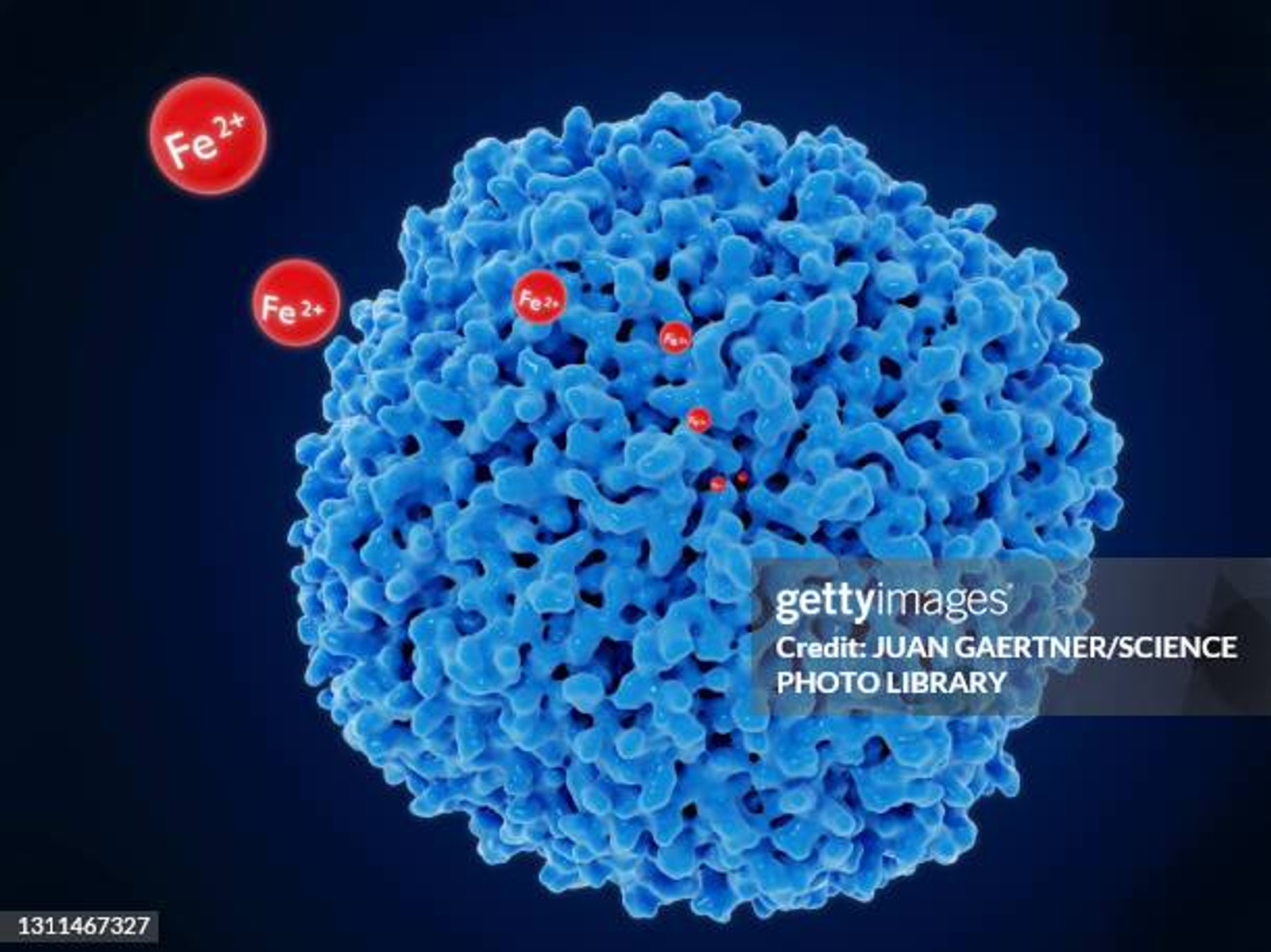 Ферритинды тикшереү кәрәкме?