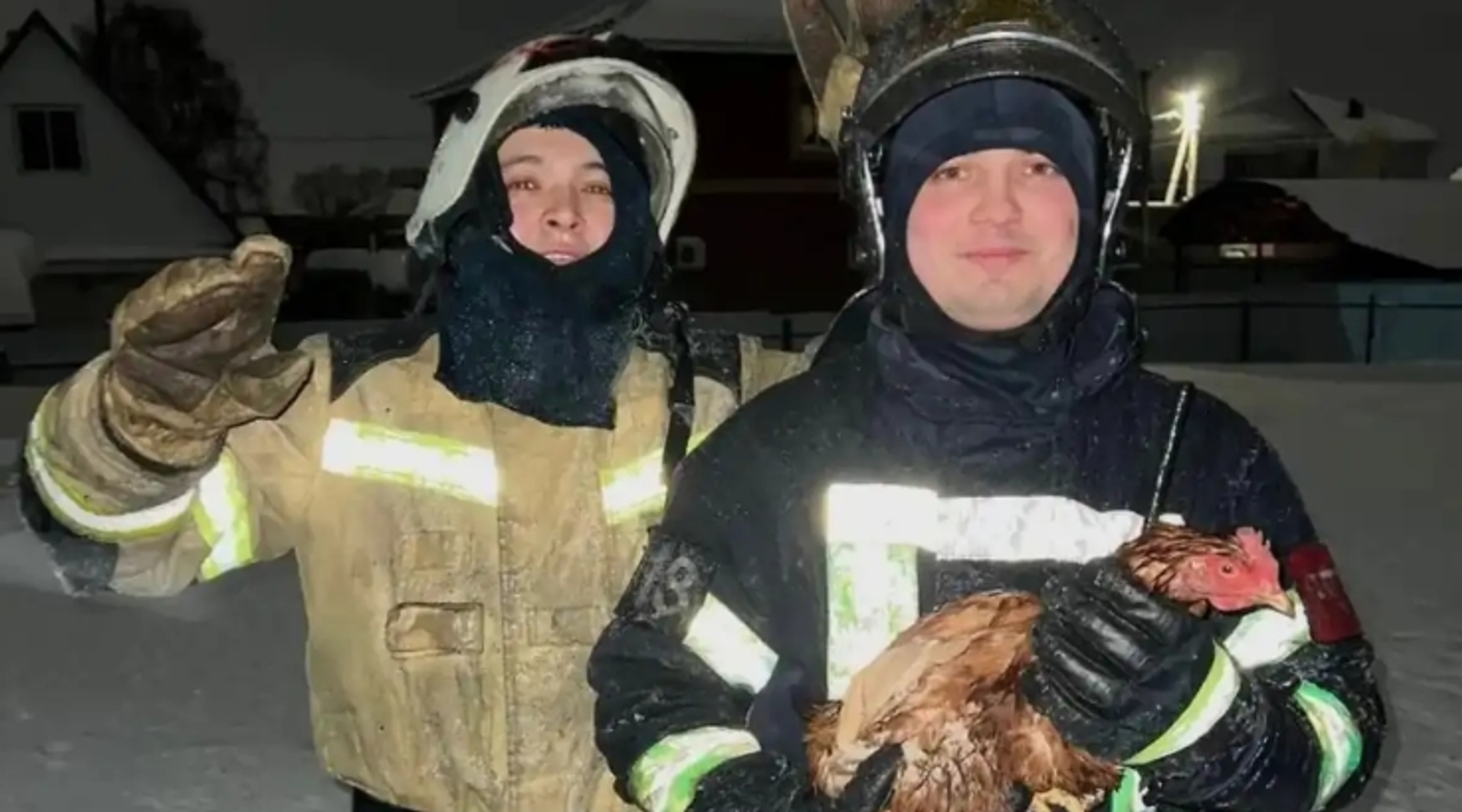 41 тауыҡты ҡотҡарғандар!