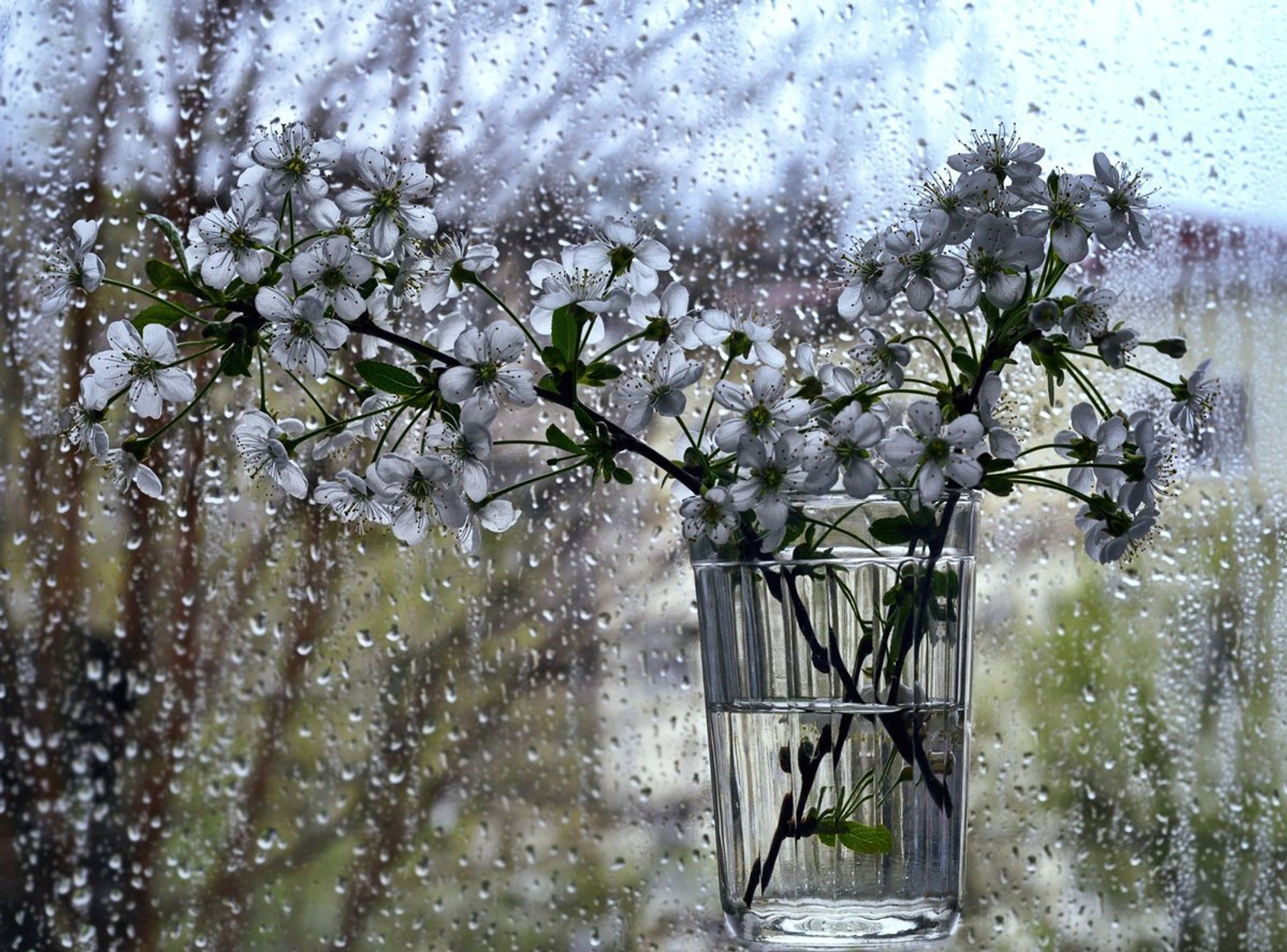 -5 градус була