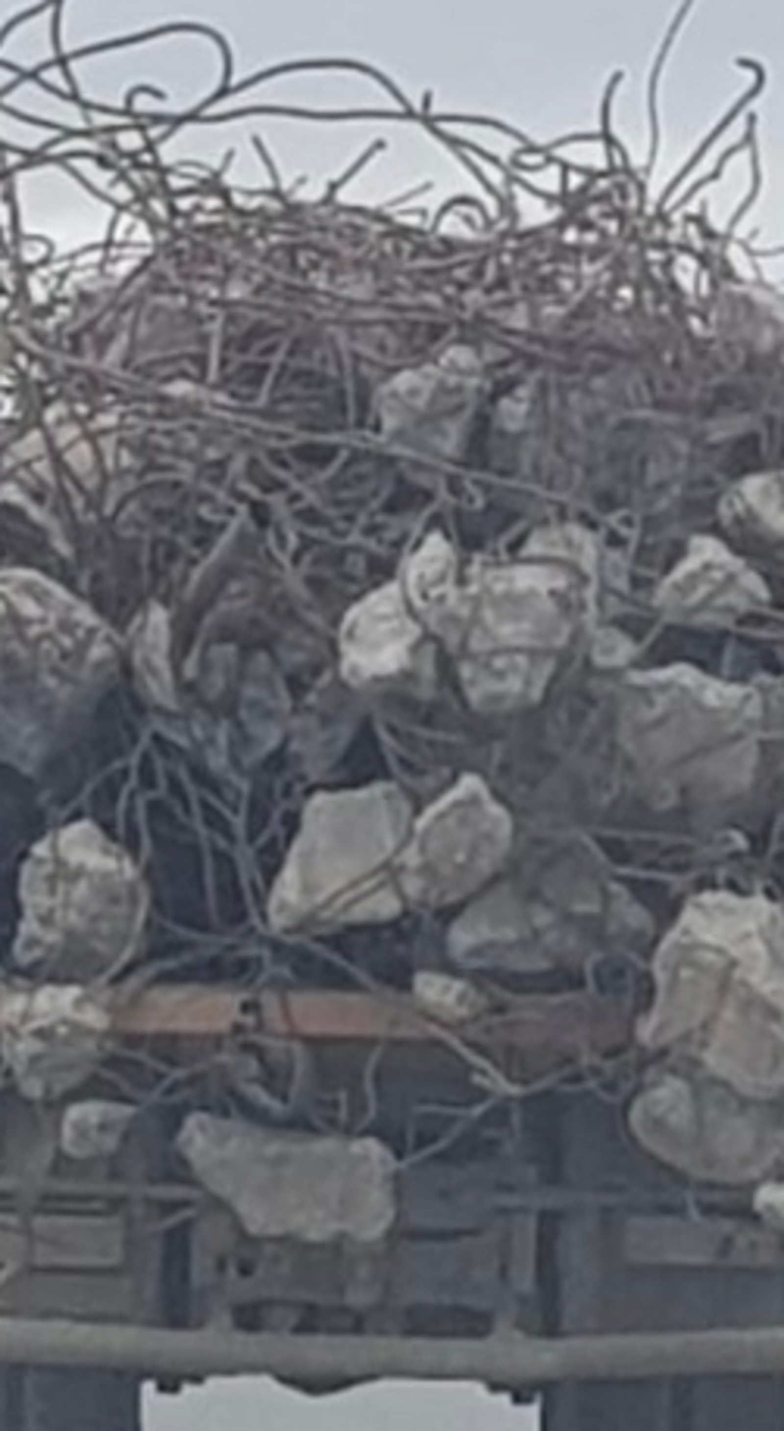 Өфө янында ҡот осҡос фажиғә