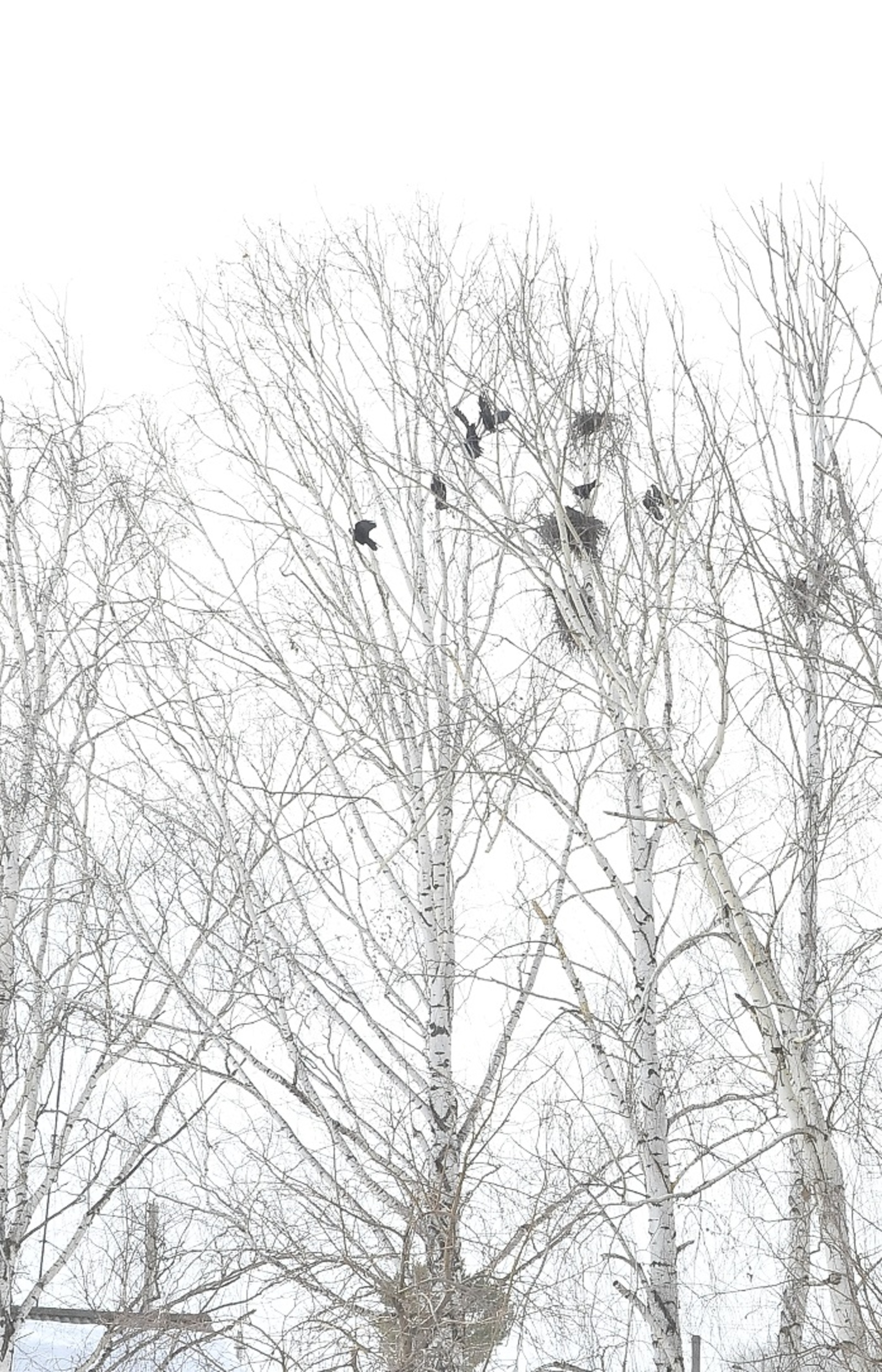 Марттың һуңғы көндәре нисегерәк булыр?