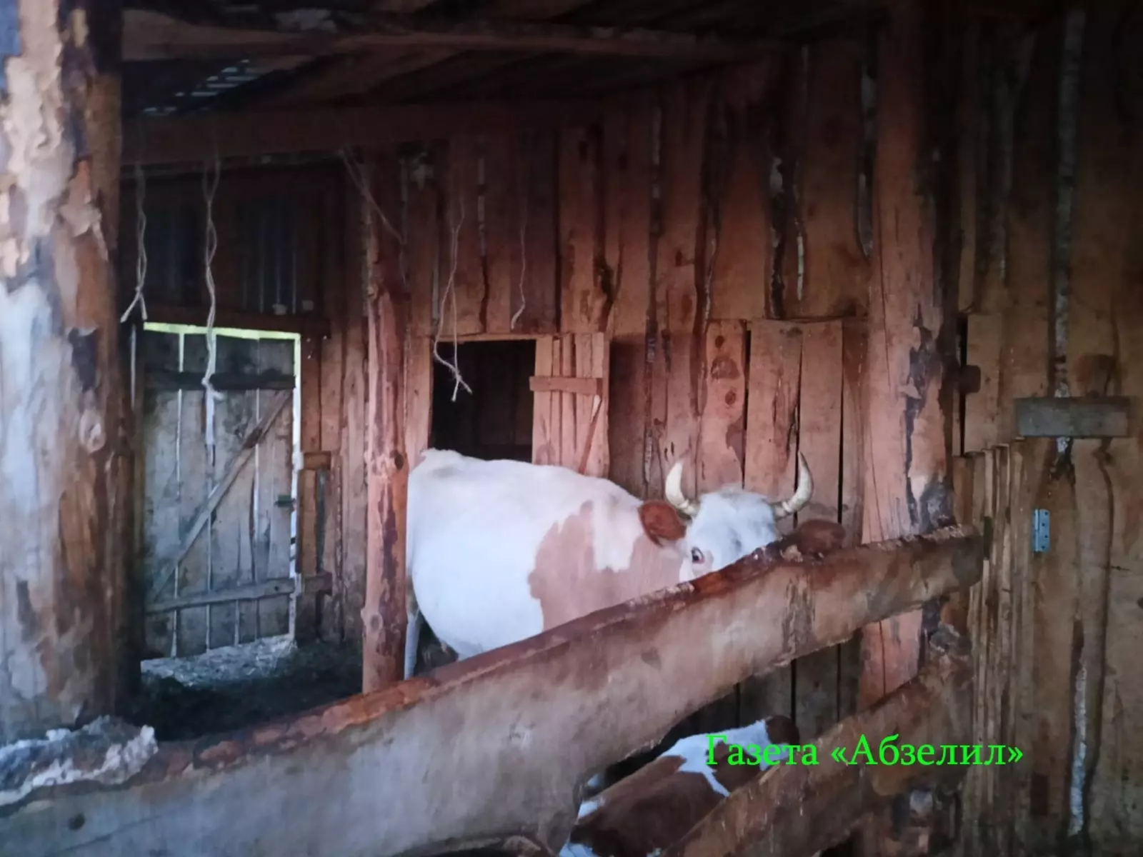 Һыйыр хужабикәһен һөҙгөсләп үлтергән