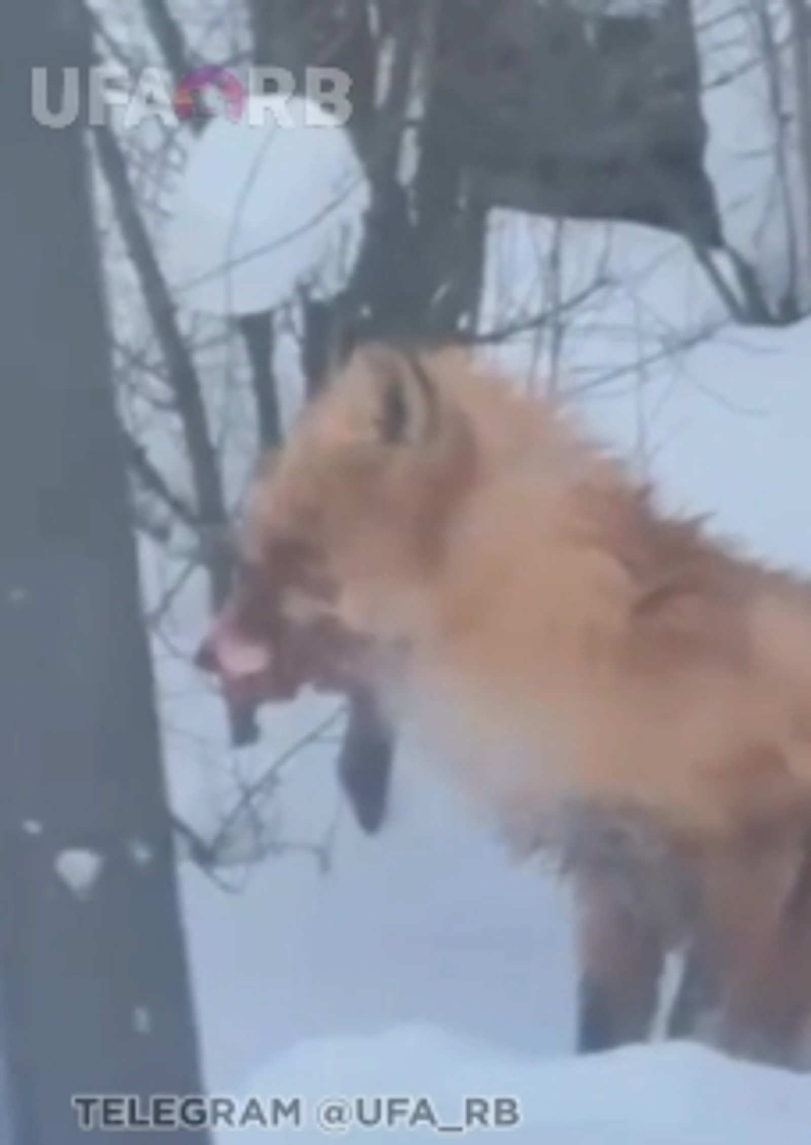 Һаҡ булығыҙ, төлкөләр шашҡан!