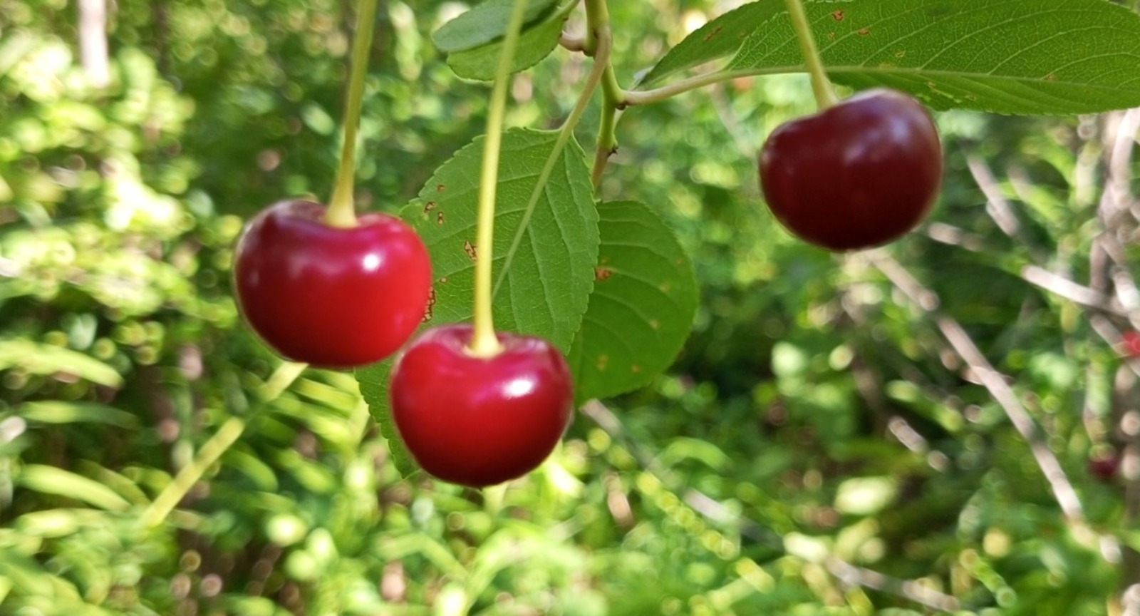 Ямғырҙар ҡасан туҡтар һәм аяҙ көндәр килер?